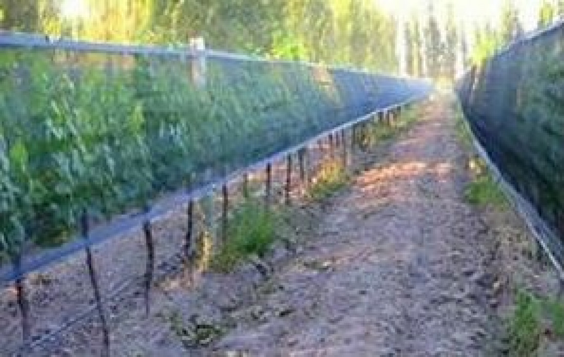 imagen Materia Optativa Sociología Rural: Los procesos de transformación productiva en el campo mendocino